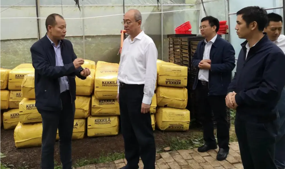 Xie Guanghua ပါတီအတွင်းရေးမှူးနှင့် Jiangxi တိုင်းရင်းဆေးပညာ၏ပြည်နယ်အုပ်ချုပ်ရေးညွှန်ကြားရေးမှူး Xie Guanghua သည် Anoectochilus စိုက်ပျိုးအခြေစိုက်စခန်းတွင်သုတေသနပြုလုပ်သည်။